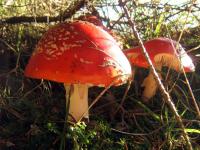 DSCF2214.jpg