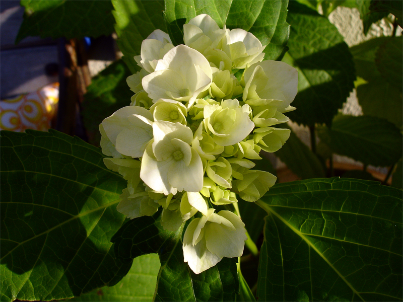 DSC06289.jpg