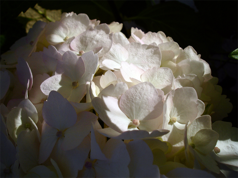 DSC06290.jpg