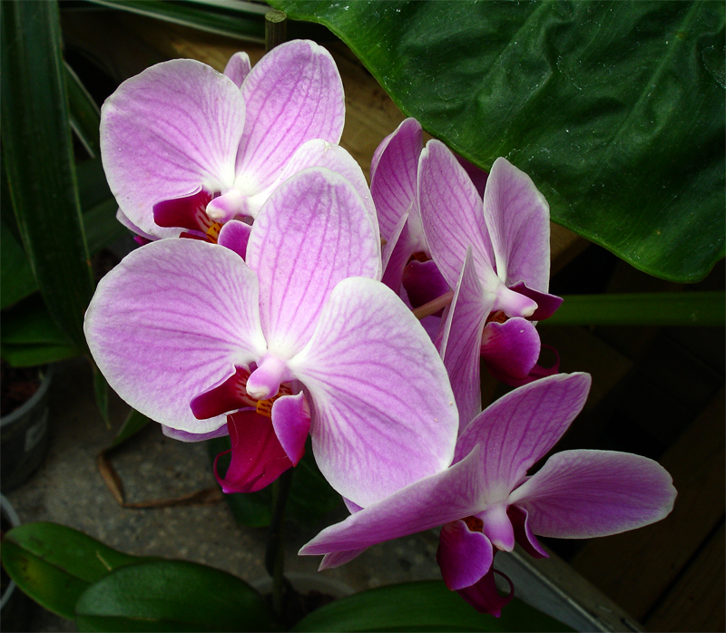 DSC07226.jpg