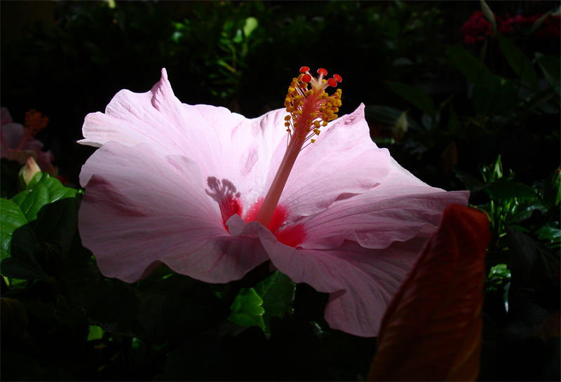 DSC07228.jpg