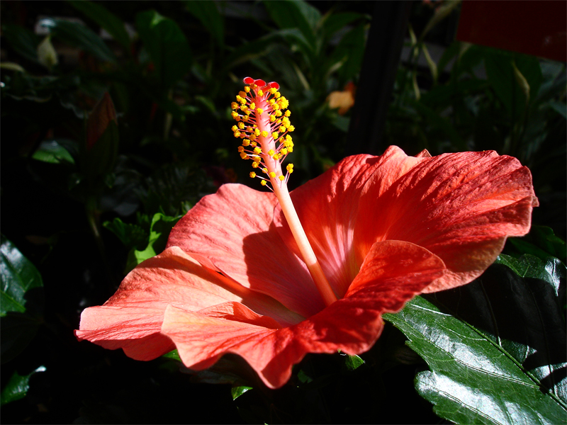 DSC07229.jpg