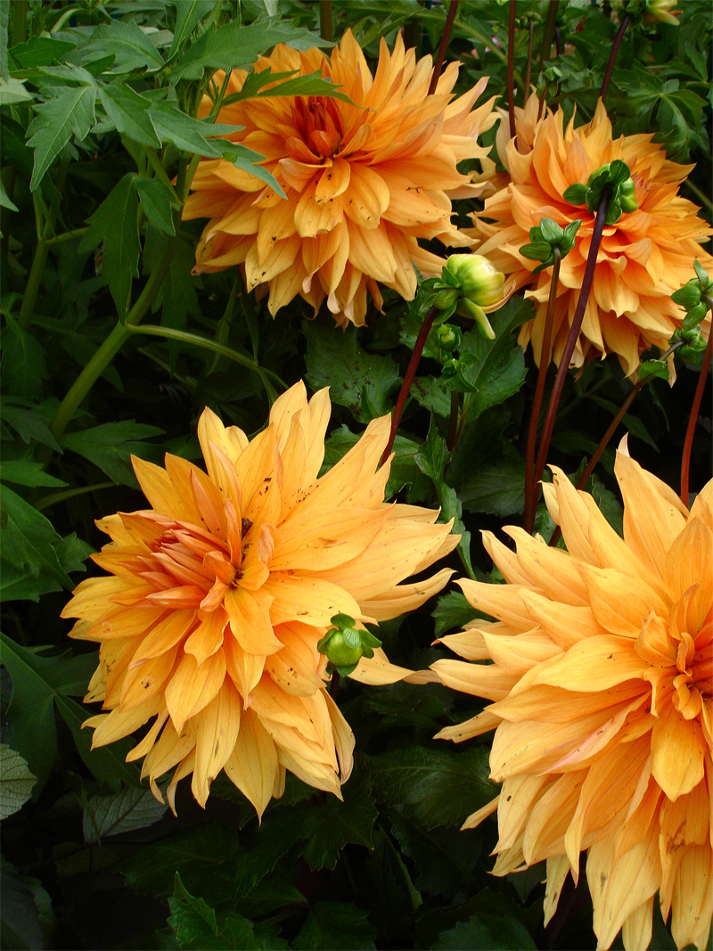 DSC07235.jpg