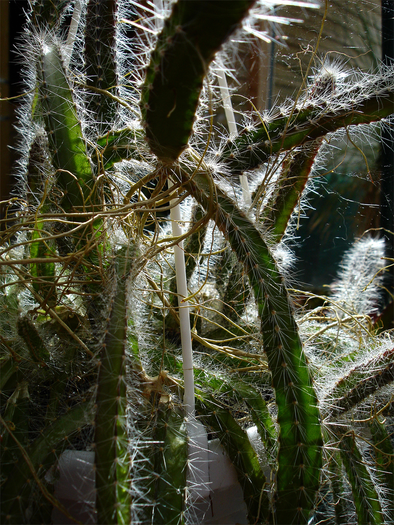DSC07242.jpg