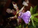 DSC04707.jpg