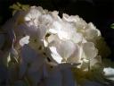 DSC06290.jpg