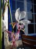 DSC06293.jpg