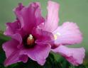 DSC07204.jpg