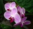 DSC07226.jpg