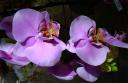 DSC07227.jpg