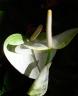 DSC07233.jpg