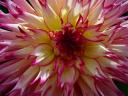DSC07238.jpg