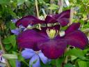 DSC07241.jpg