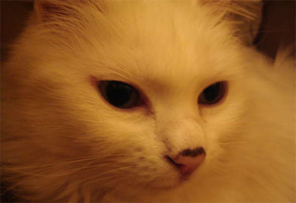 DSC06097.jpg